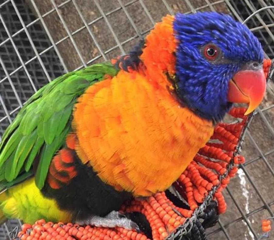Brainy Birds | Parrot Training and Rescue Facility