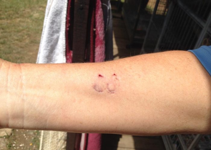 Birds Bite! (Warning Graphic Content) Brainy Birds